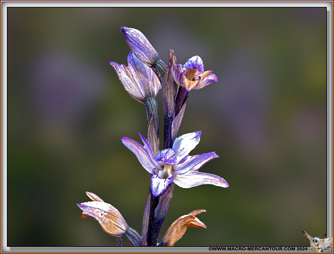 Limodore à feuilles avortées